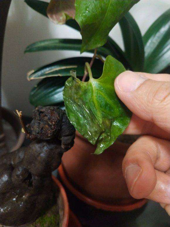 何首乌盆栽下山桩的养殖问题