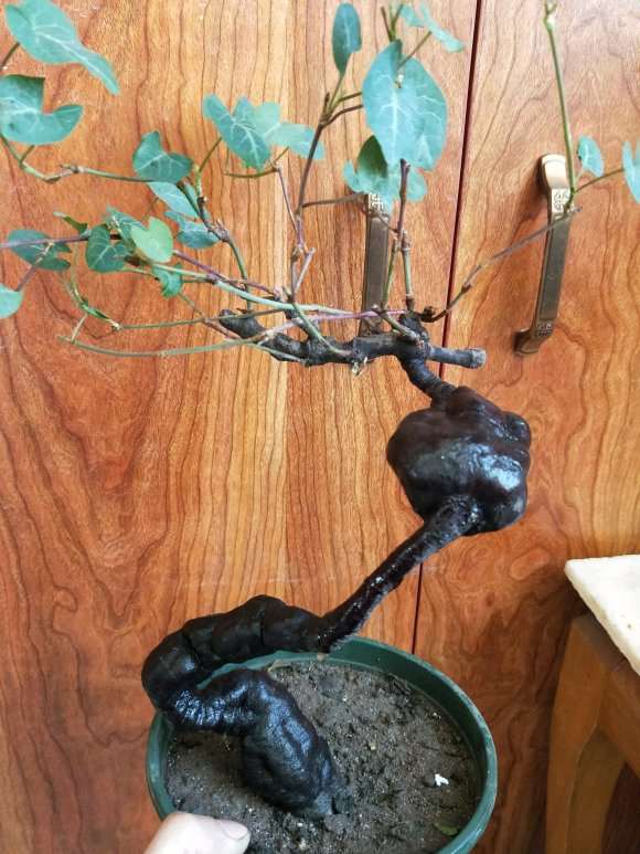 何首乌下山桩开花和种子