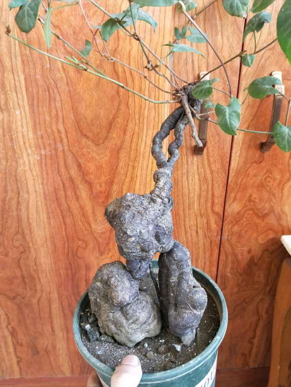 何首乌下山桩开花和种子