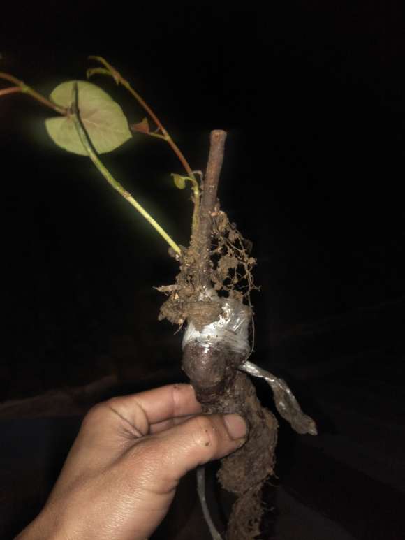 何首乌龙头下山桩怎么嫁接成功的方法