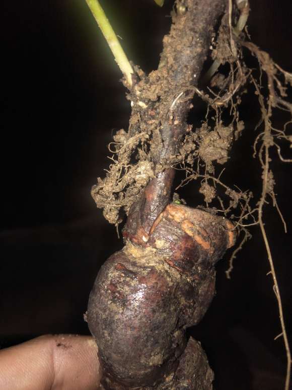 何首乌龙头下山桩怎么嫁接成功的方法