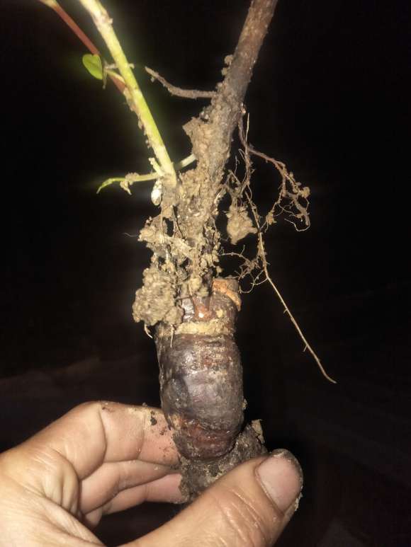 何首乌龙头下山桩怎么嫁接成功的方法