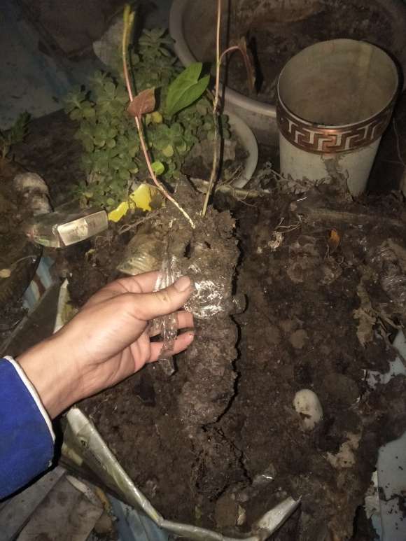 何首乌下山桩在北方能不能自然越冬