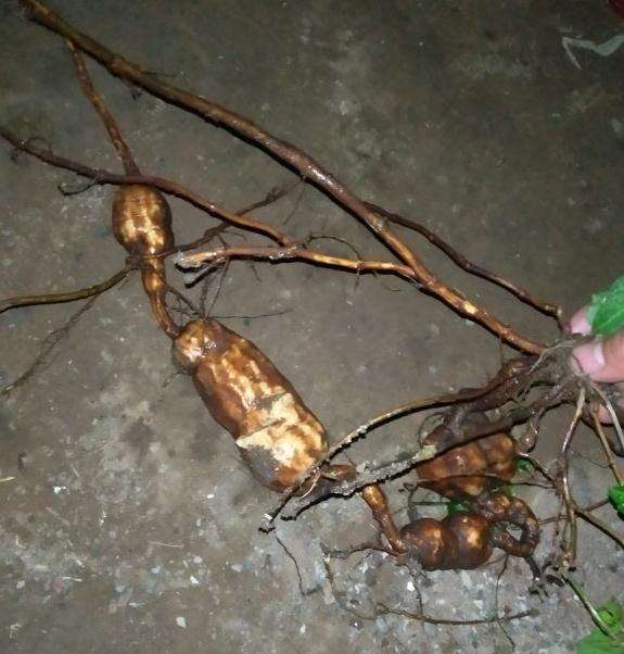 今天刚挖的野生何首乌下山桩