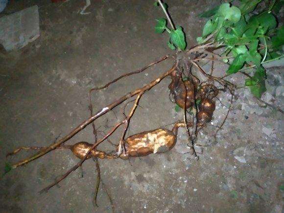 今天刚挖的野生何首乌下山桩