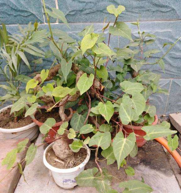 为什么何首乌下山桩长的太慢了