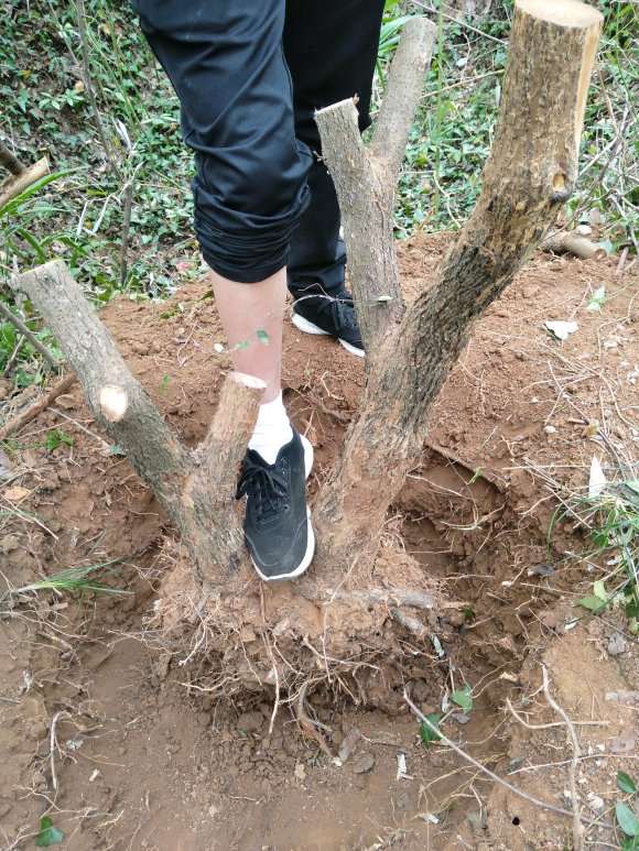 大型胡颓子下山桩