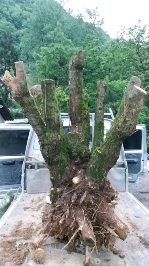 大型胡颓子下山桩