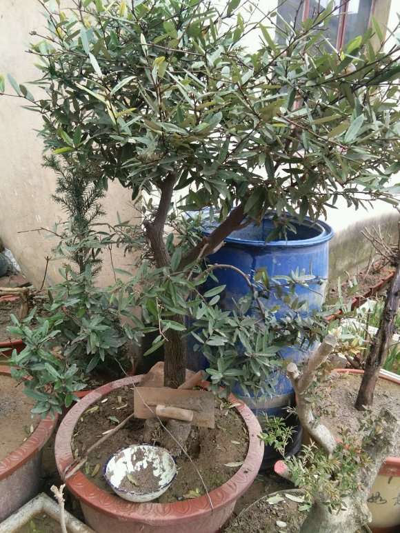 胡乱整的胡秃子下山桩