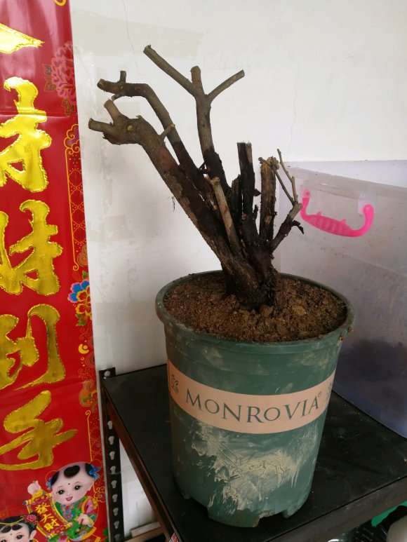 就是胡颓子下山桩