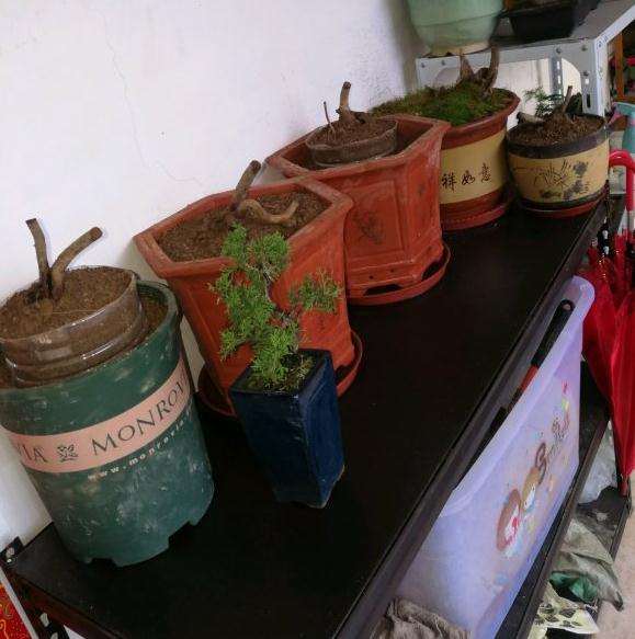 就是胡颓子下山桩