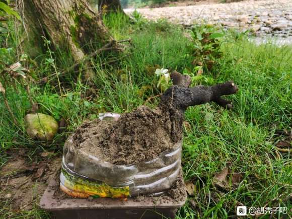 胡颓子下山桩 还没有浇水