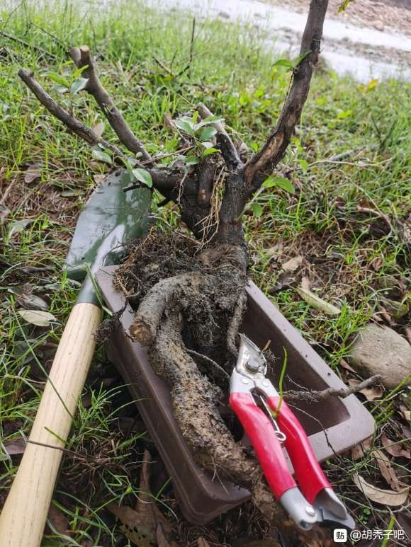 胡颓子下山桩 还没有浇水