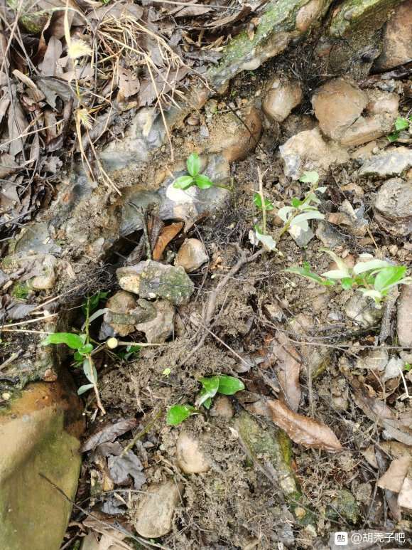 胡颓子下山桩 还没有浇水