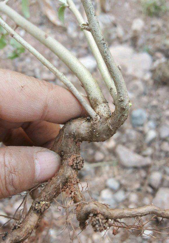 这是牛奶子下山桩 还是胡秃子下山桩 图片