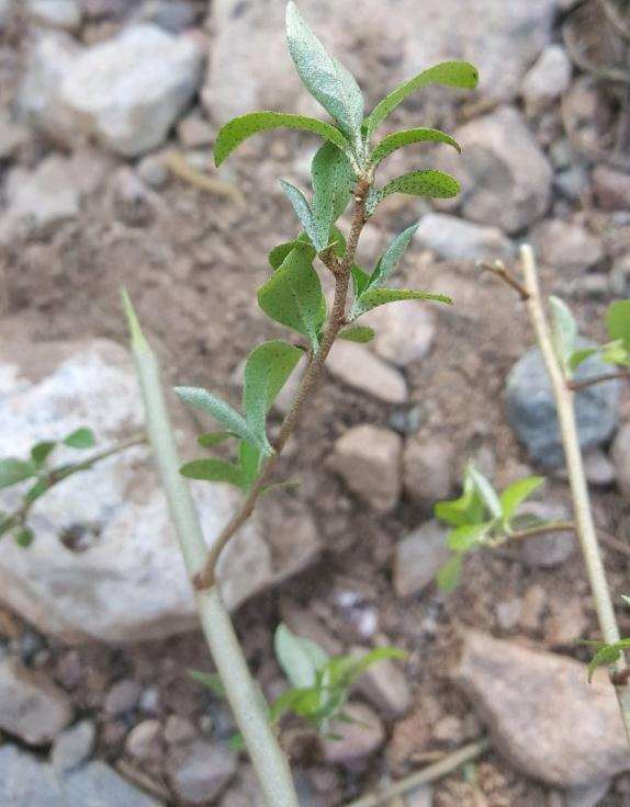这是牛奶子下山桩 还是胡秃子下山桩 图片