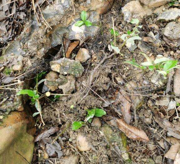 这是牛奶子下山桩 还是胡秃子下山桩 图片