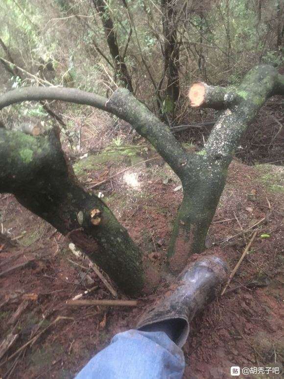 这颗胡秃子下山桩能盘吗