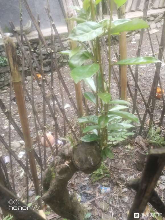 这颗胡秃子下山桩能盘吗