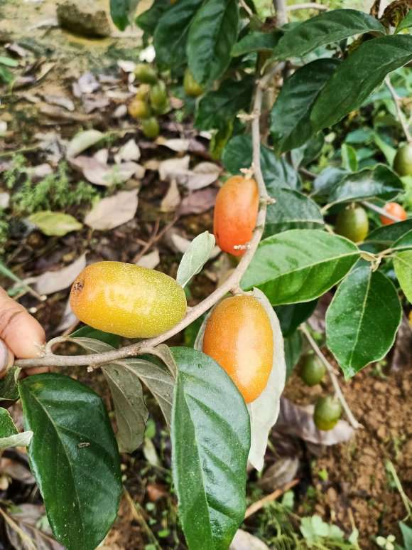 这是胡秃子下山桩吗