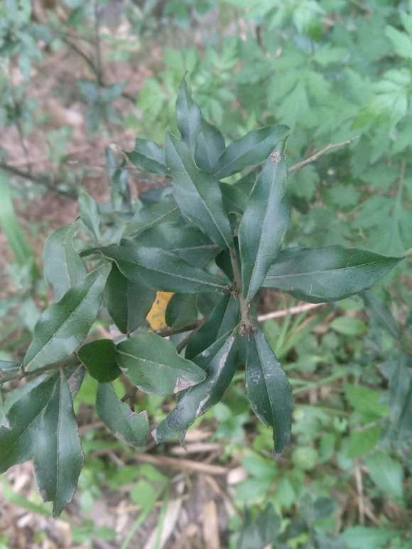 这是胡秃子下山桩吗