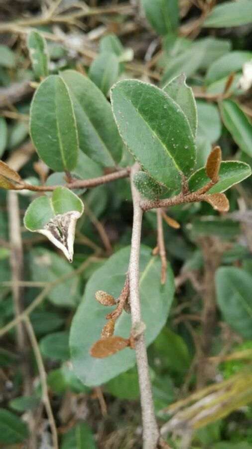 胡颓子下山桩上盆以后