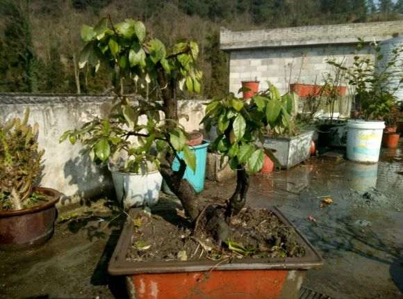 胡秃子下山桩分公母吗