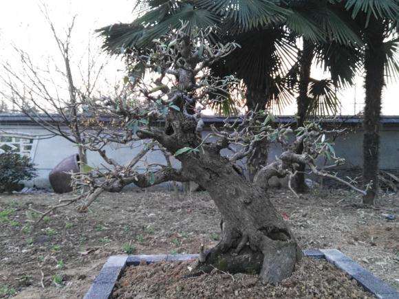 移载的胡秃子下山桩古桩