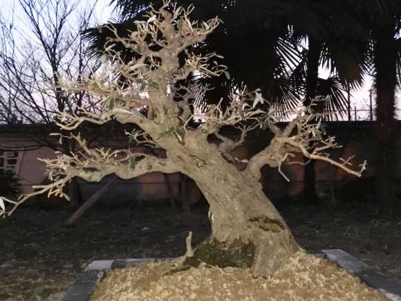 移载的胡秃子下山桩古桩