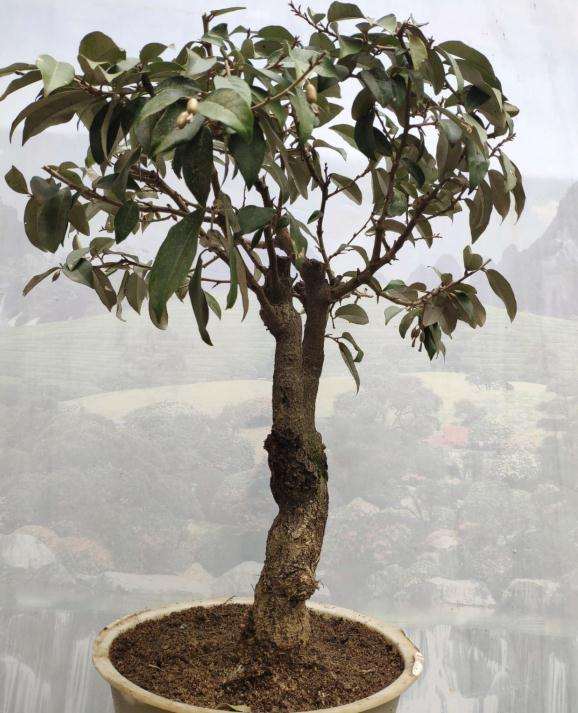 胡秃子下山桩怎么修剪