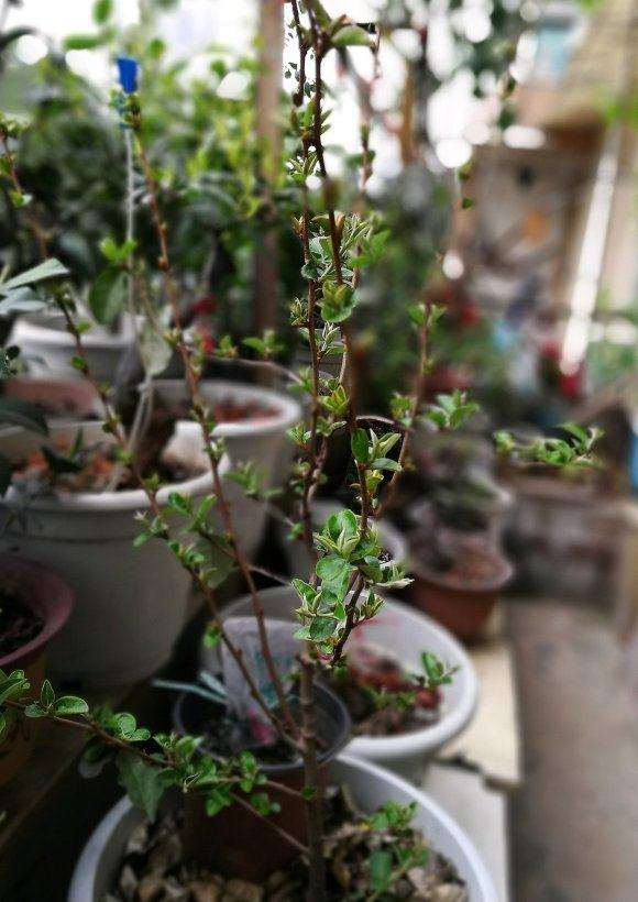 胡颓子下山桩 开了几朵花 可以吗 图片