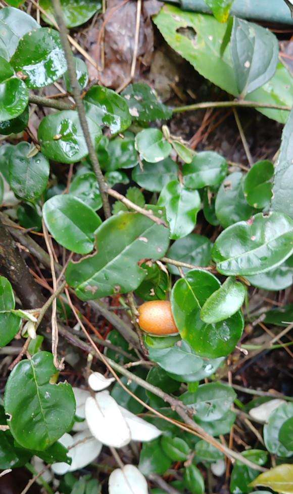 我这个是胡秃子下山桩