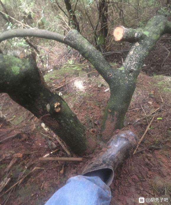 胡秃子下山桩怕不怕冻