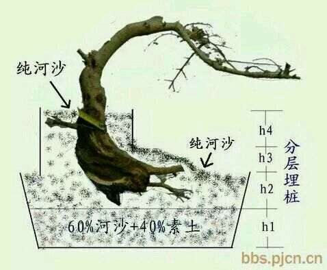 胡秃子下山桩怕不怕冻