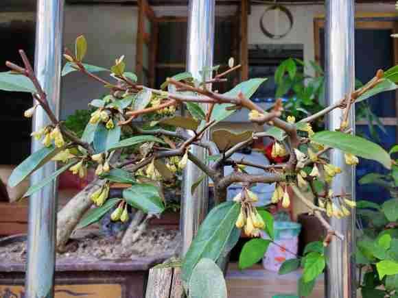 胡秃子下山桩只开花不结果