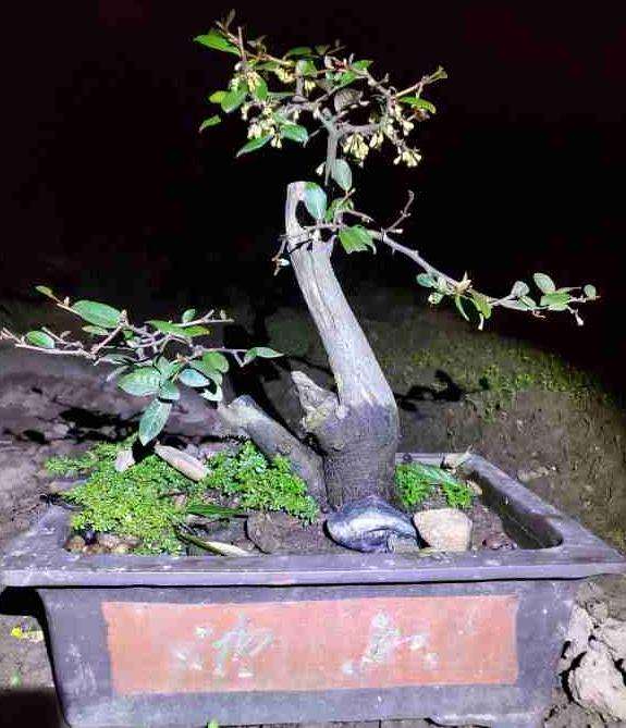 胡秃子下山桩只开花不结果