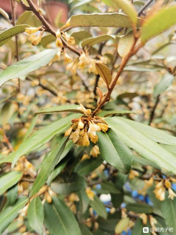 为什这棵胡秃子下山桩 年年开花不结果