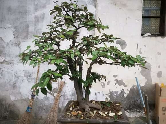 这盆胡秃子下山桩