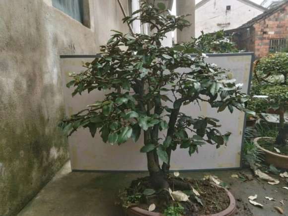 这盆胡秃子下山桩