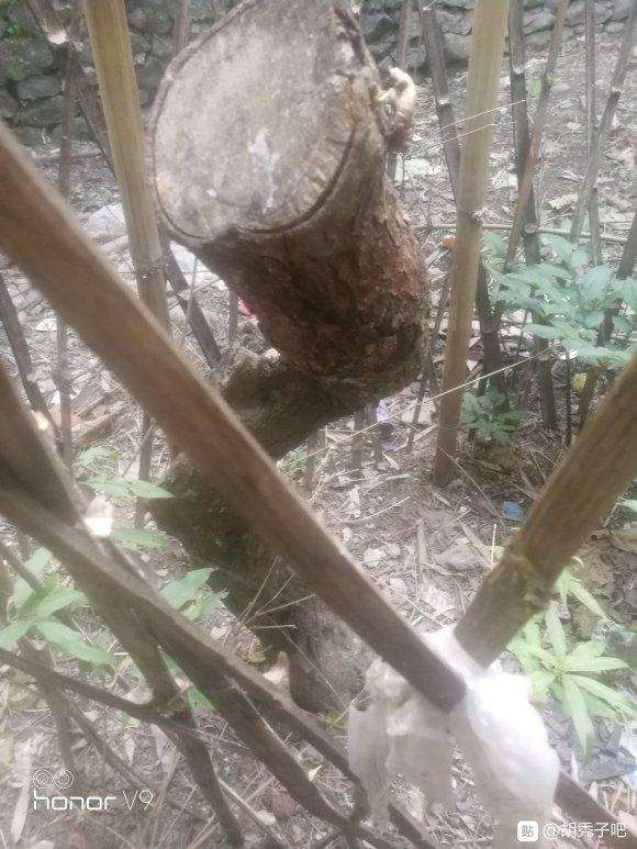 为什么胡秃子下山桩活过来不容易