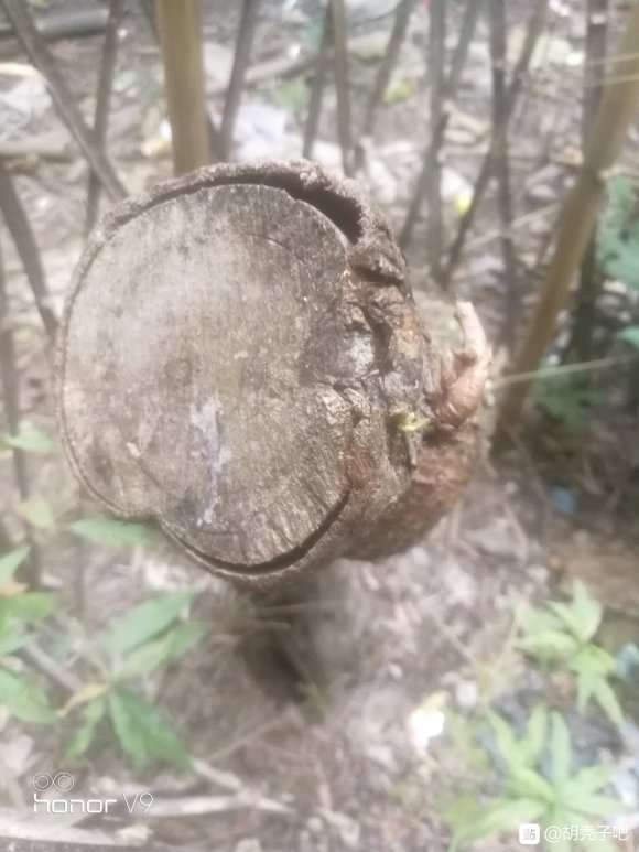 为什么胡秃子下山桩活过来不容易