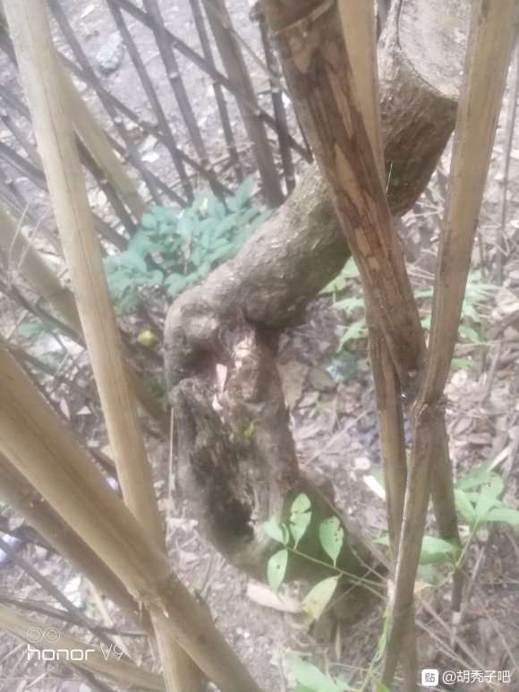 为什么胡秃子下山桩活过来不容易