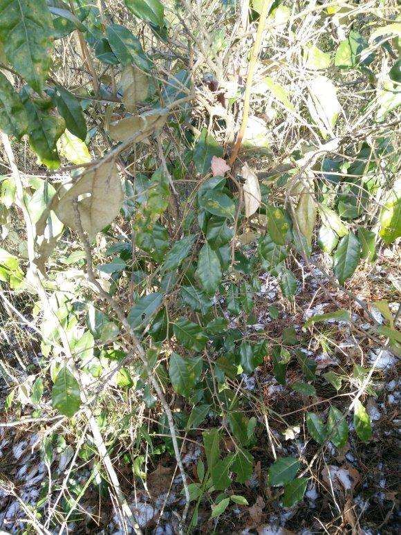 上山看到很多胡秃子下山桩