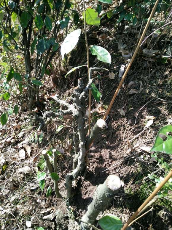 上山看到很多胡秃子下山桩