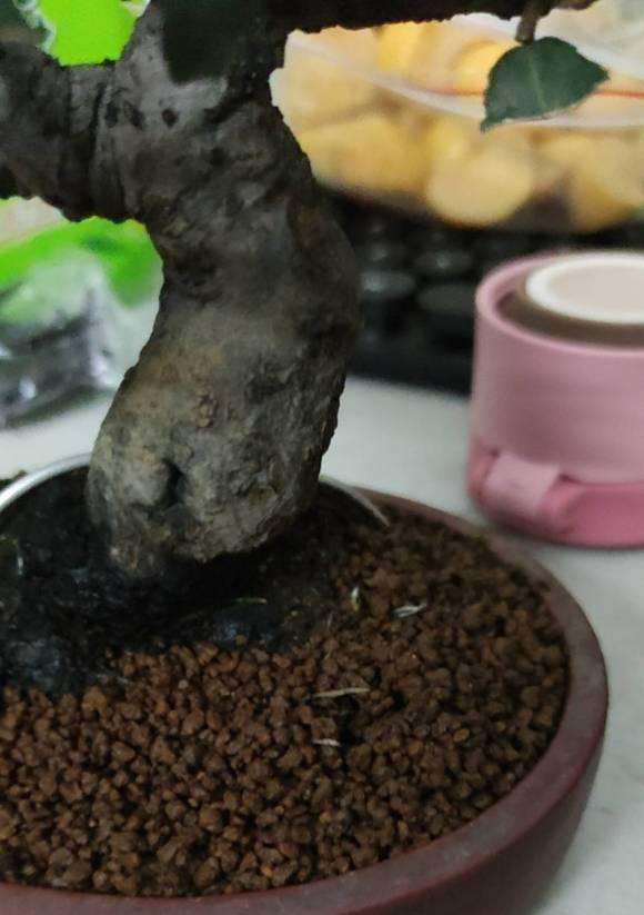 这个胡秃子下山桩的盆会不会太浅了