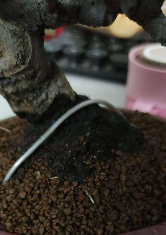 这个胡秃子下山桩的盆会不会太浅了