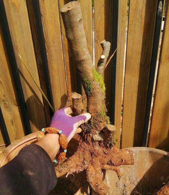 胡秃子下山桩怎么好养活的方法