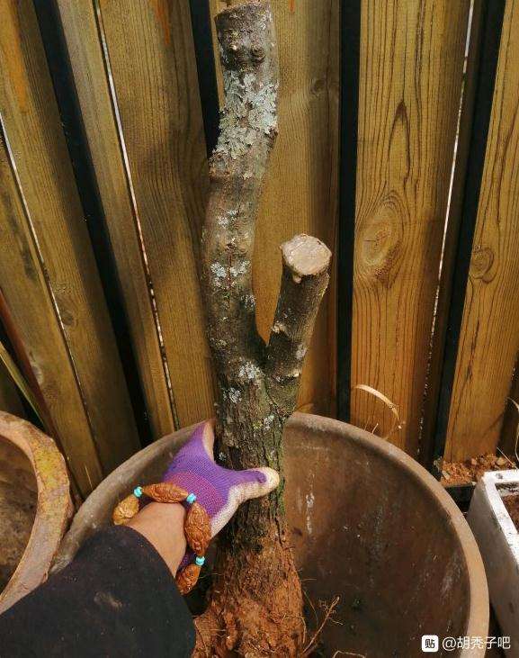 胡秃子下山桩怎么好养活的方法