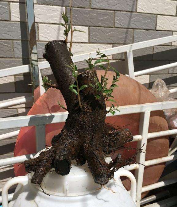 养了4年的胡秃子下山桩