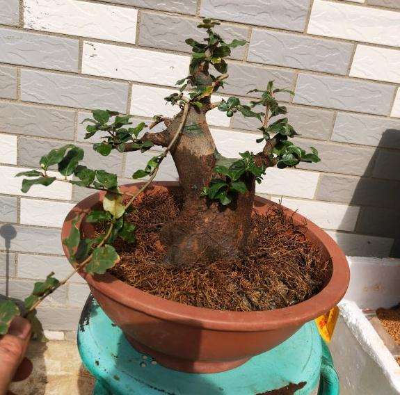 养了4年的胡秃子下山桩